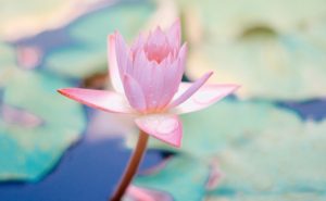 お墓参りで運気が上がる効果にも恵まれる人の特徴・マインドセット