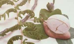 石ころアート作品例と画像・かたつむりの作り方！自然素材の石と葉で工作